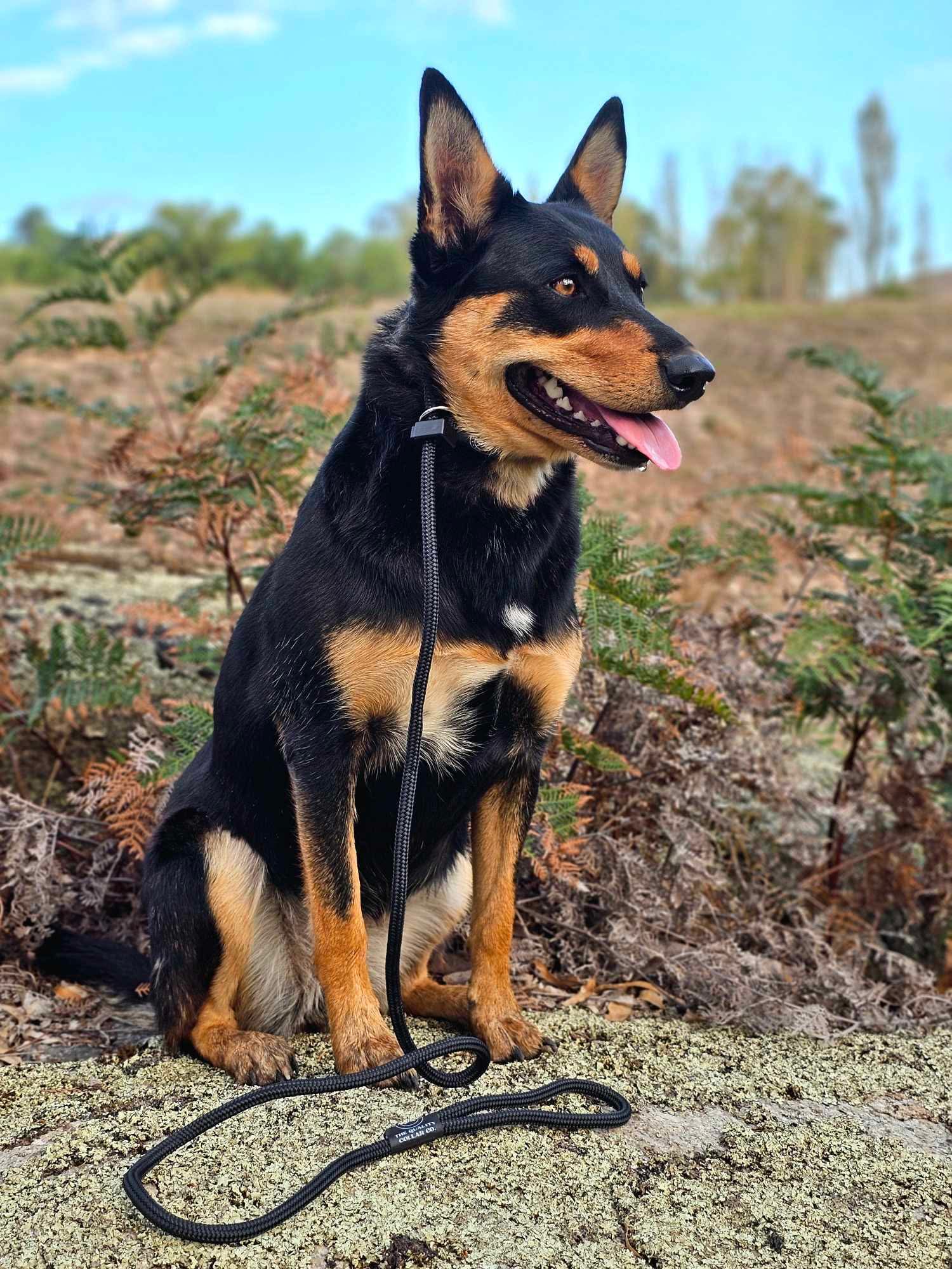 Why choose a Soft Rope Slip Leash?