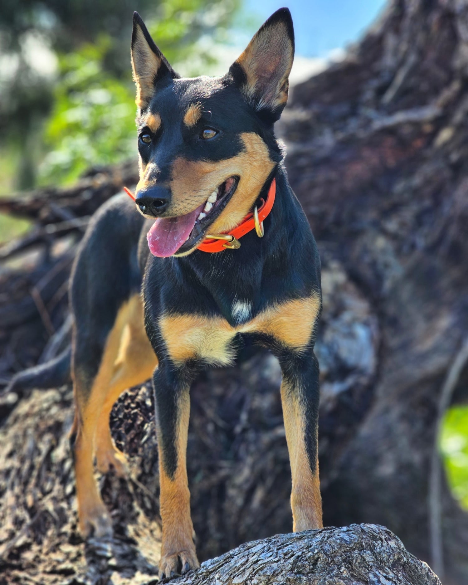 Working dog style flat collar with Brass Hardware 1 Inch Width