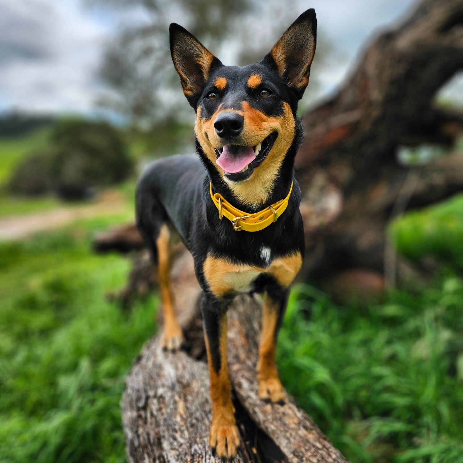 Working dog style flat collar with Brass Hardware 1 Inch Width