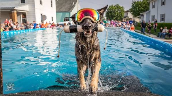 Dog enjoying water and outdoor training