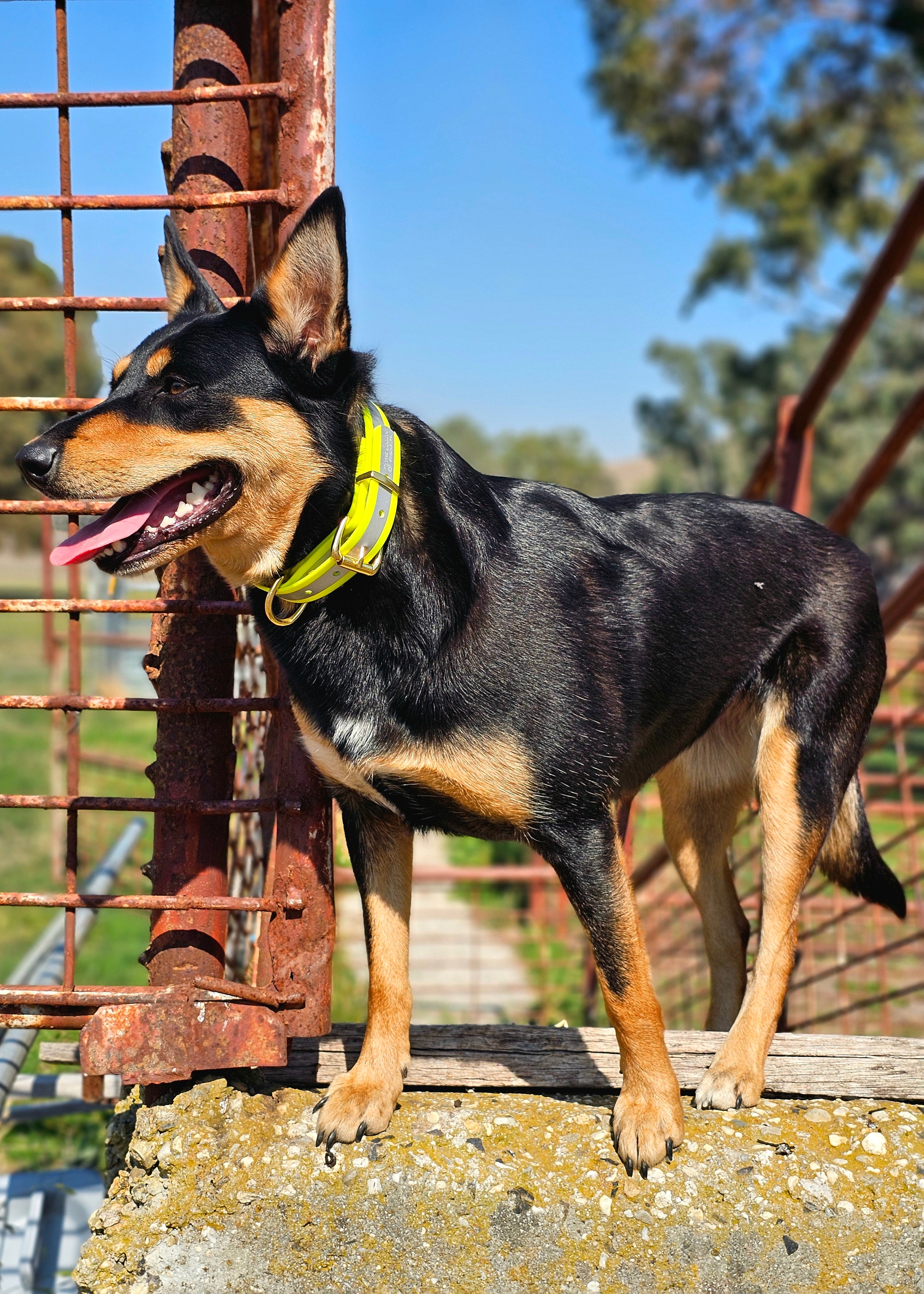 Hi-Viz Reflective Working dog style flat collar (1”/25mm Width)