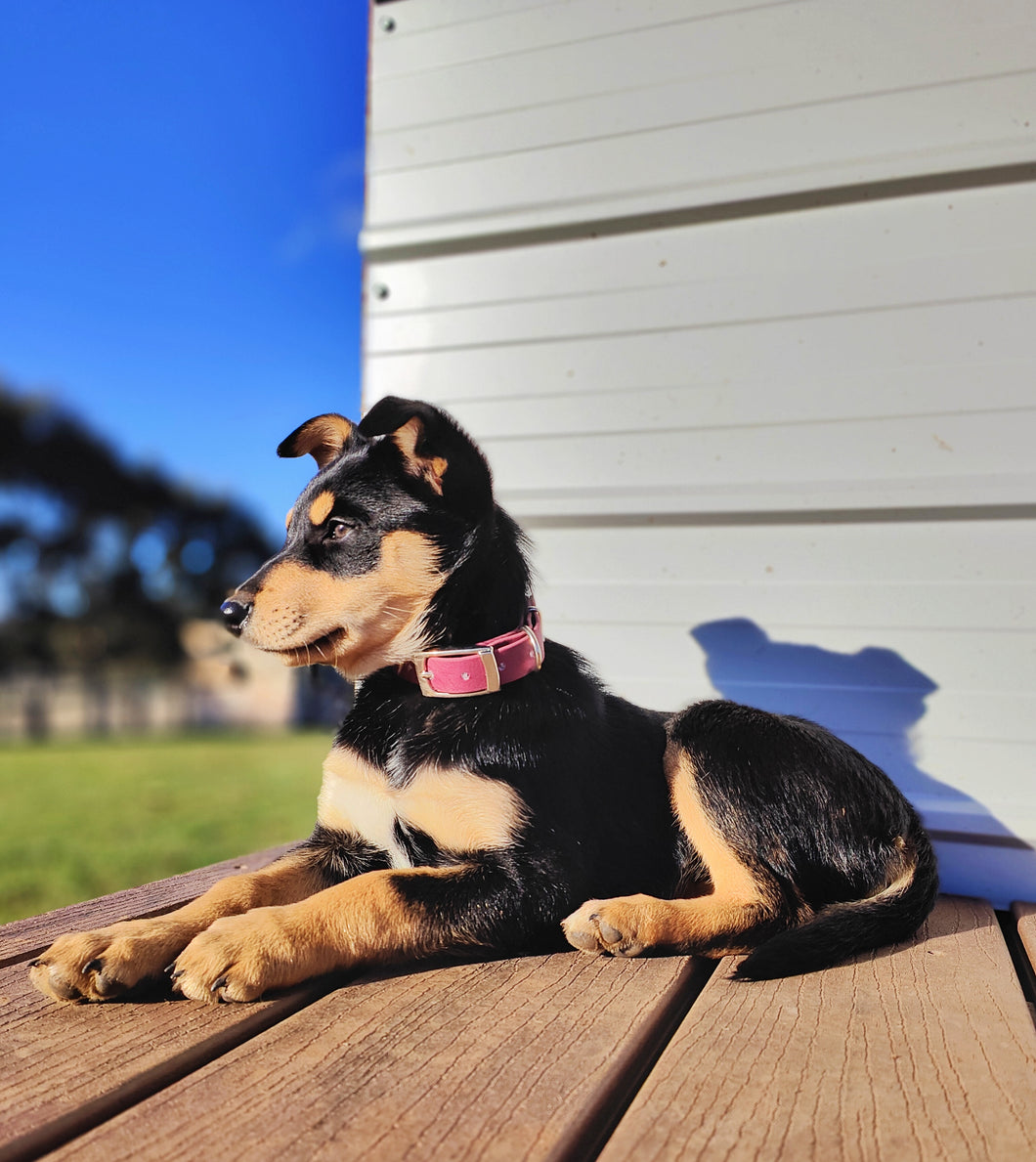 Puppy & Small Dog Collar