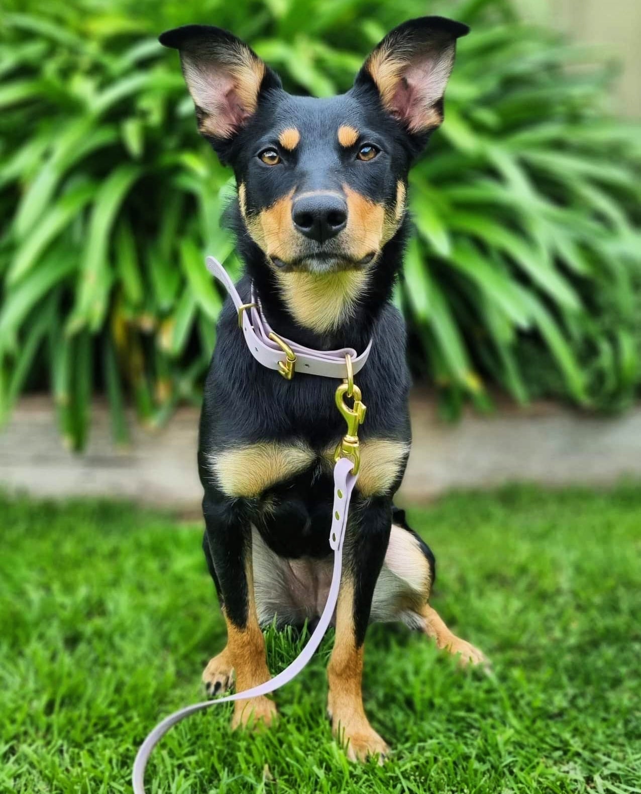 Working dog style flat collar with Brass Hardware 1 Inch Width