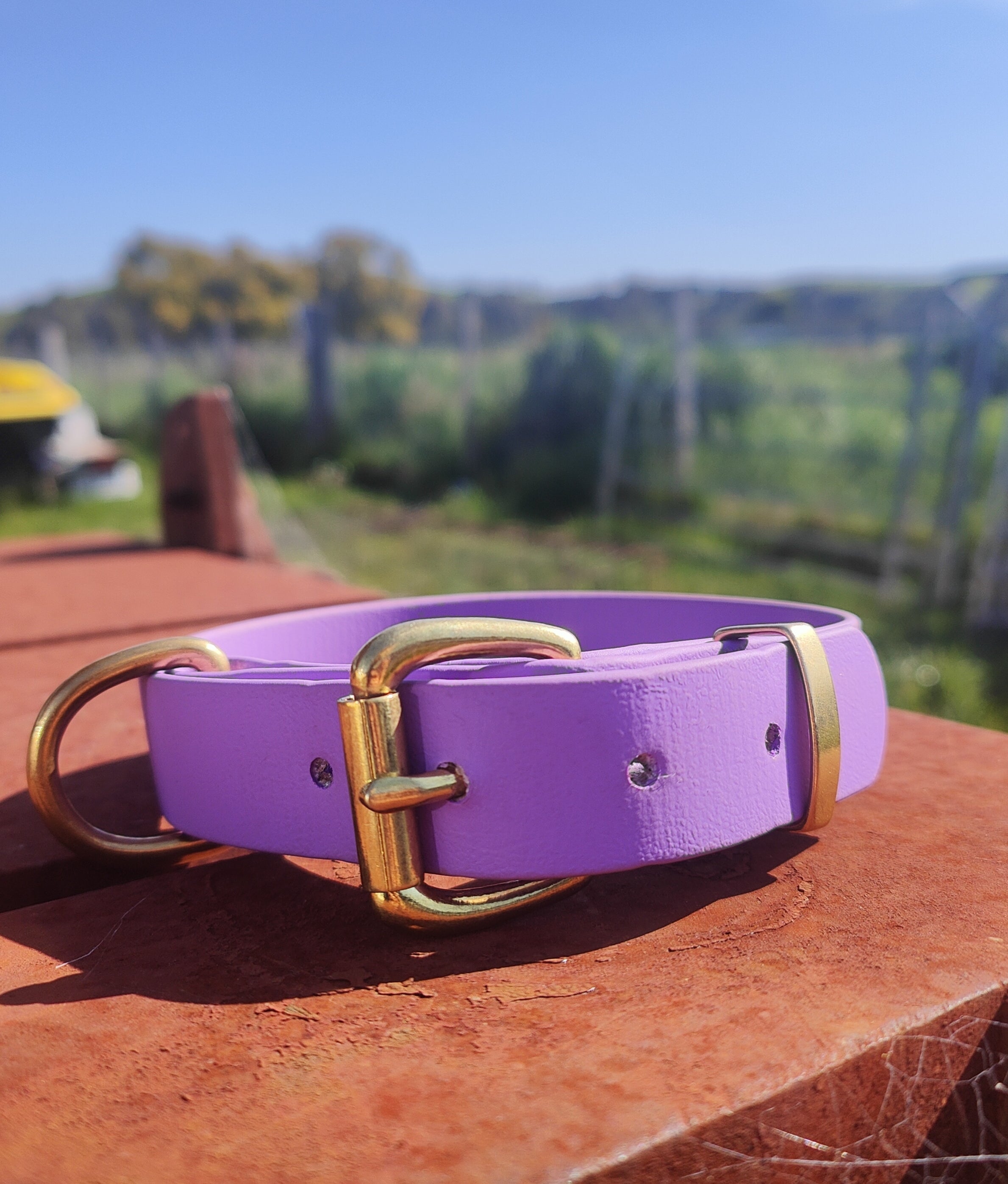 Working dog style flat collar with Brass Hardware 1 Inch Width